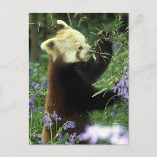 Carte Postale Panda rouge (Devant)