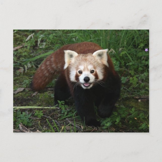 Carte postale Panda rouge (Devant)