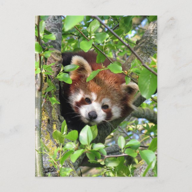 Carte Postale Panda rouge (Devant)