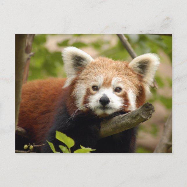 Carte Postale panda-rouge-007 (Devant)