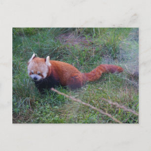Carte postale Panda rouge #1