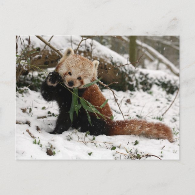 Carte postale - panda rouge 2 (Devant)