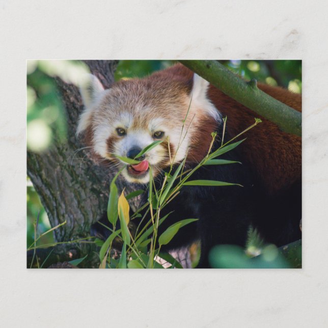 Carte Postale panda rouge affamé (Devant)