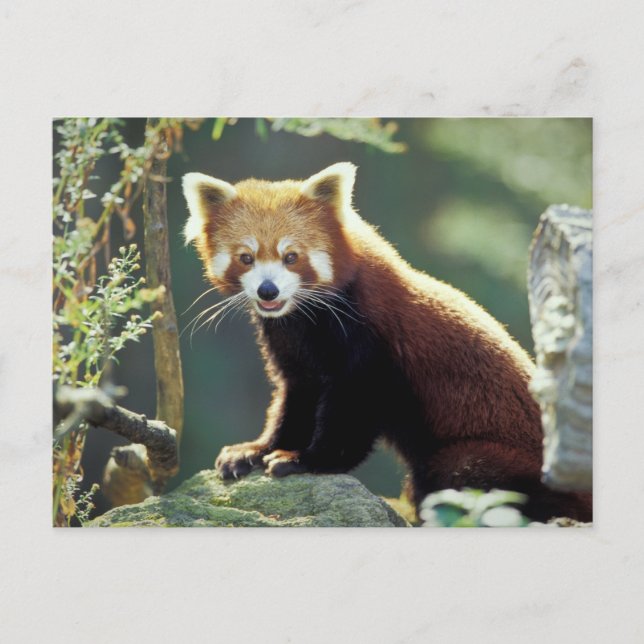 Carte Postale Panda rouge Ailurus fulgens) (Devant)