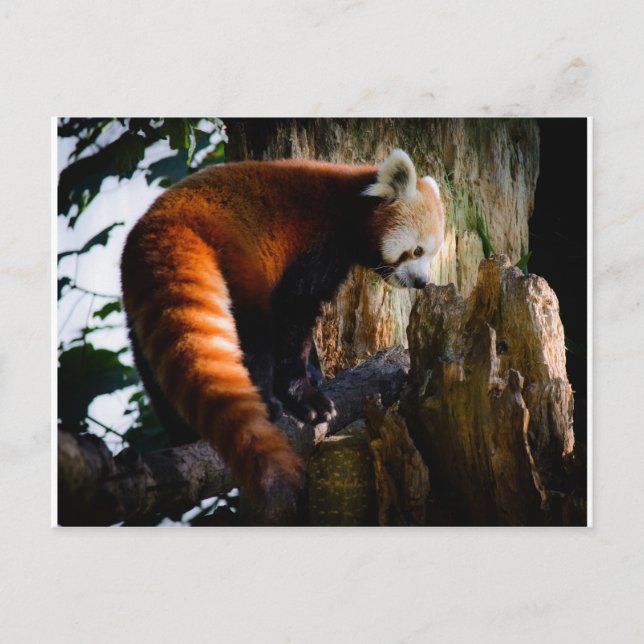 Carte Postale panda rouge curieux (Devant)