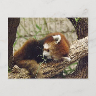Carte Postale Panda rouge dormant mignon avec nourriture dans sa