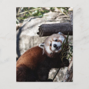 Carte Postale Panda rouge et bambou