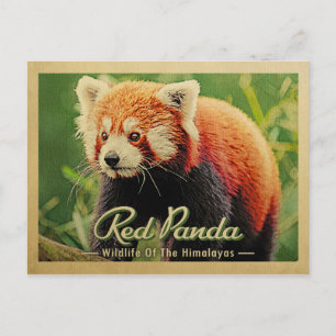 Carte Postale Panda Rouge - Faune De L'Himalaya