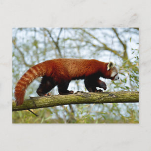 Carte Postale Panda rouge marchant sur la branche