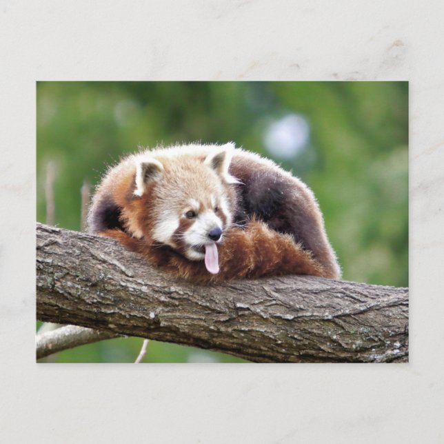 Carte postale Panda rouge photo, animaux 0499. (Devant)