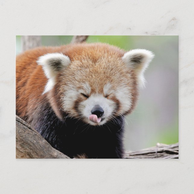 Carte postale Panda rouge photo, animaux 0504. (Devant)