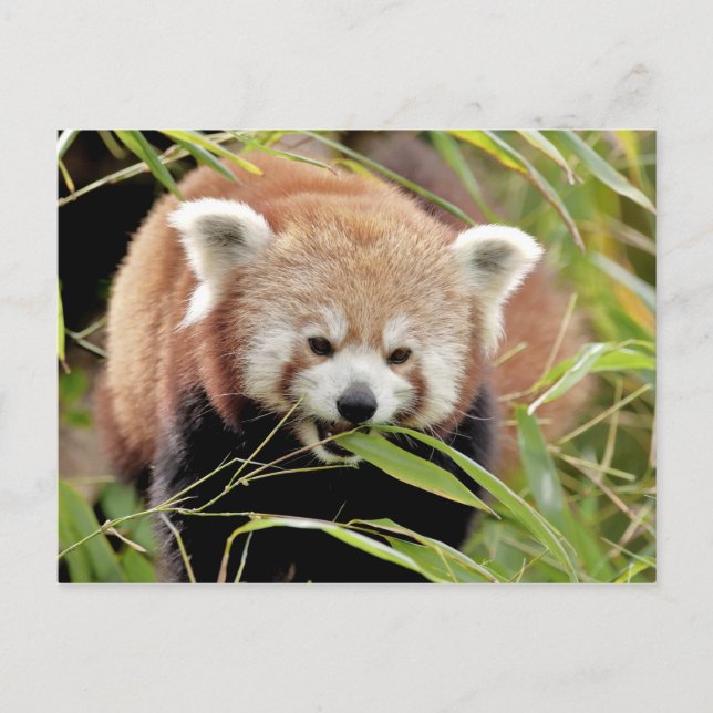 Carte postale Panda rouge photo, animaux 0506. (Devant)