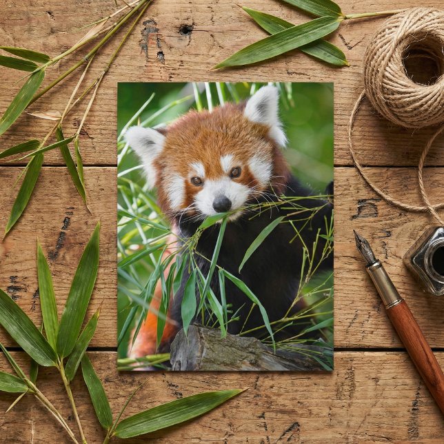 Carte Postale Panda roux dans le bonheur du bambou – Faune (Créateur téléchargé)