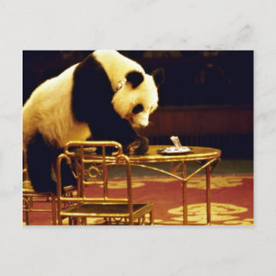 Carte Postale Panda, Shanghai Circus, Chine