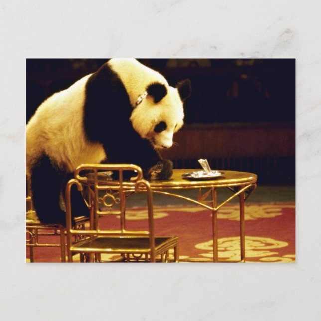 Carte Postale Panda, Shanghai Circus, Chine (Devant)