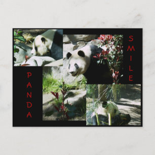 CARTE POSTALE PANDA SMILE