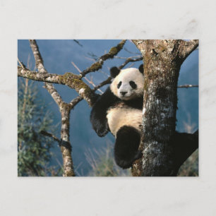 Carte Postale Panda Vers Le Haut D'Un Arbre