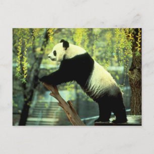 Carte Postale Panda Yoga Stretch