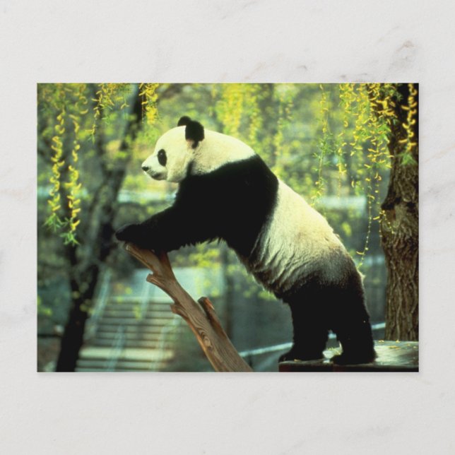 Carte Postale Panda Yoga Stretch (Devant)