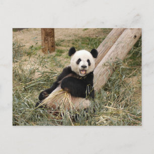 Carte Postale PandaM001