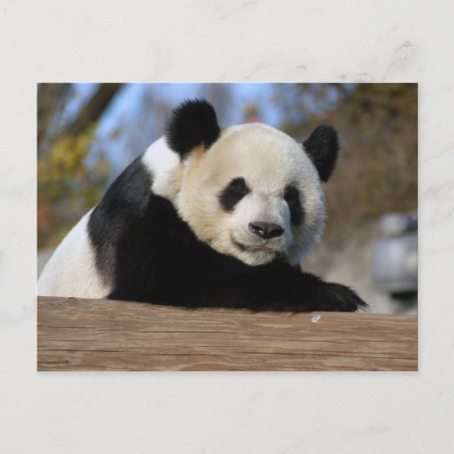 Carte Postale PandaM011 (Devant)