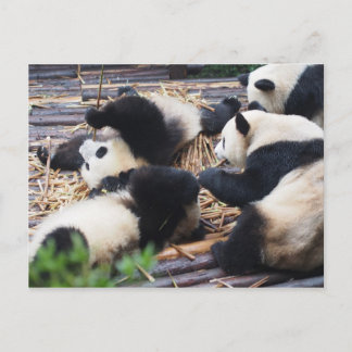 Carte Postale Pandas, Chengdu, China Postcard