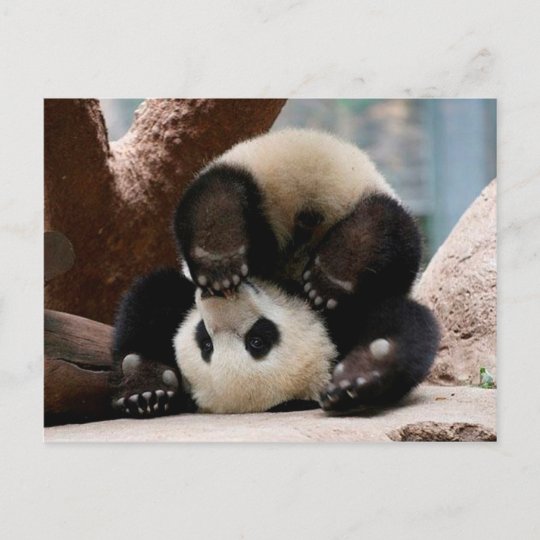 Carte Postale Pandas De Bebe Jouant Panda Mignon De Panda De Zazzle Fr