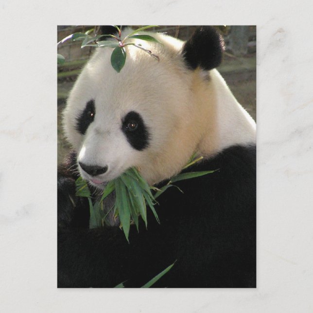Carte Postale Pandas géants (Devant)