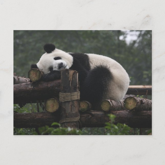 Carte Postale Pandas géants à la protection des pandas géants (Devant)