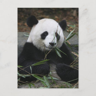 Carte Postale pandas géants au Panda géant Protection &