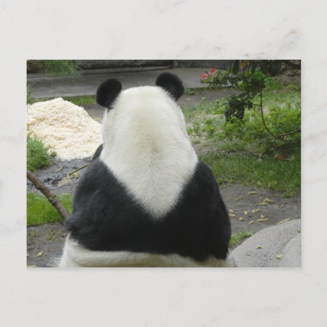 Carte Postale PandaSD002 (Devant)