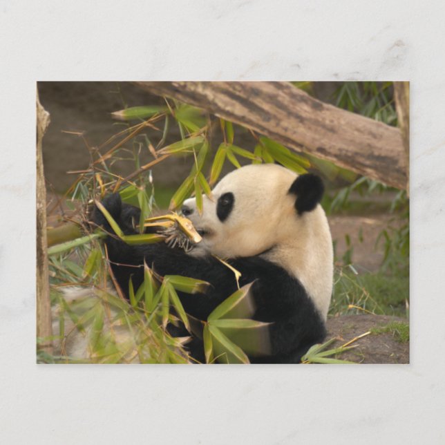 Carte Postale PandaSD008 (Devant)