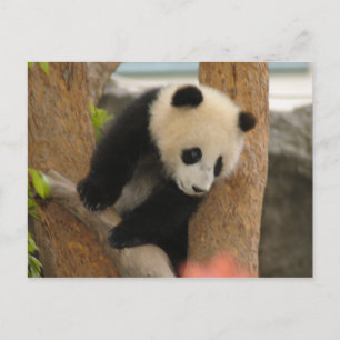 Carte Postale PandaSD009