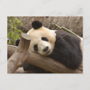 Carte Postale PandaSD010