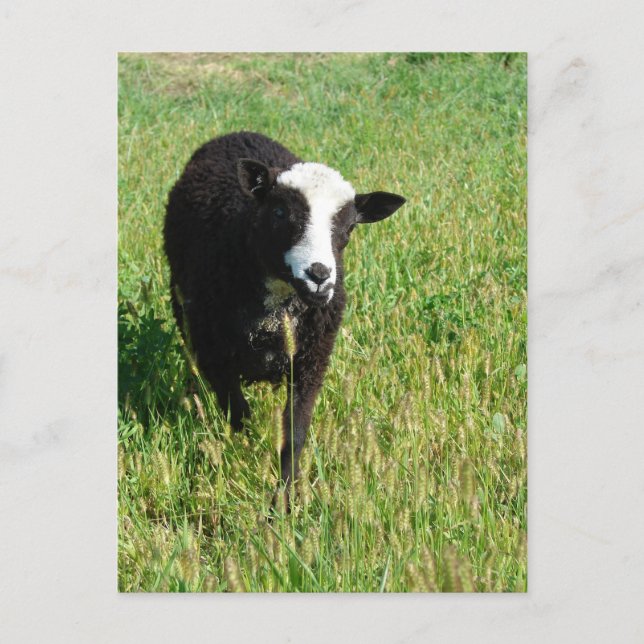 Carte Postale Pandi (Devant)