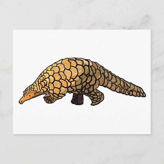 Carte Postale pangolin (Devant)