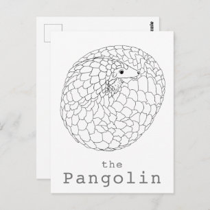 Carte Postale Pangolin roulé dessin simple