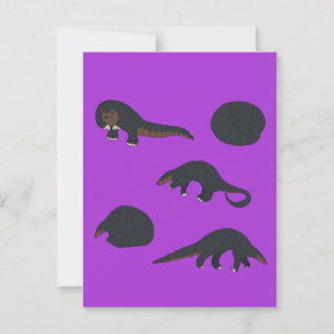 Carte Postale Pangolins à ventre noir