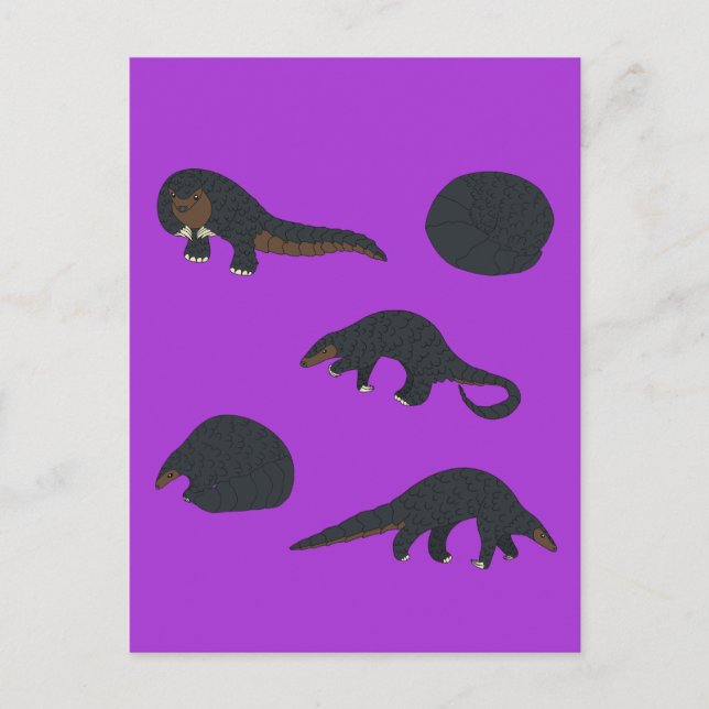 Carte Postale Pangolins à ventre noir (Devant)