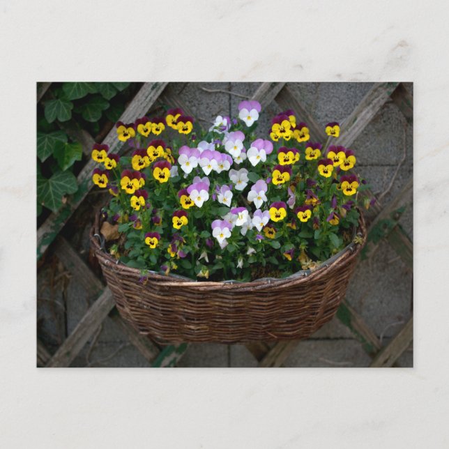 Carte Postale Panier avec Violas (Devant)