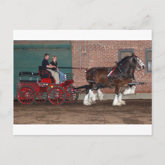 Carte Postale Panier Clydesdales (Devant)