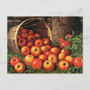 Carte Postale Panier de pommes