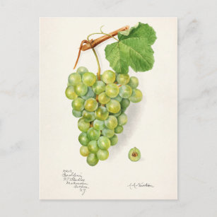 Carte Postale Panier de raisins verts Aquarelle de fruits