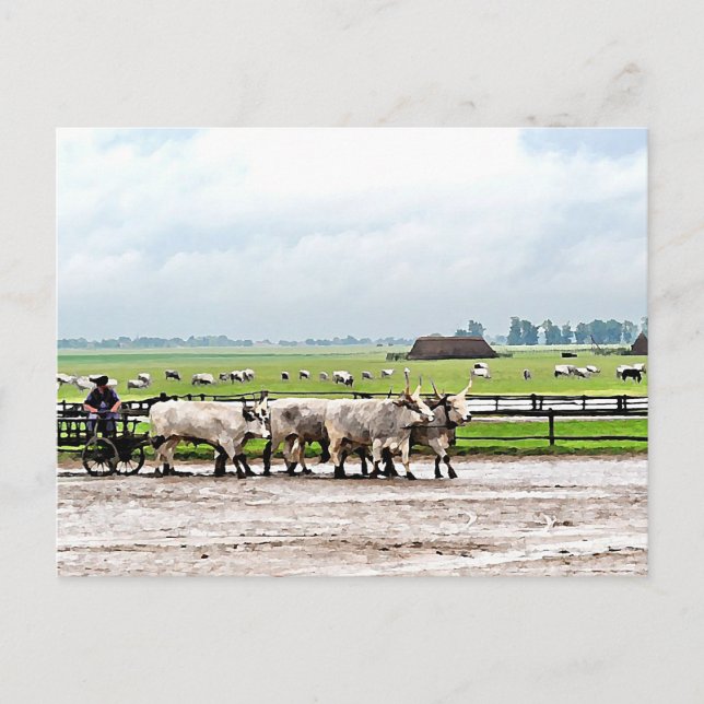 Carte Postale Panier dessiné par Hongrois Grey Cattles (Devant)