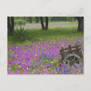 Carte Postale Panier en bois dans le champ de Phlox, Bonnets Ble