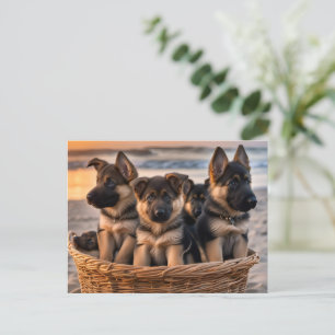 Carte Postale Panier rempli de chiots allemands