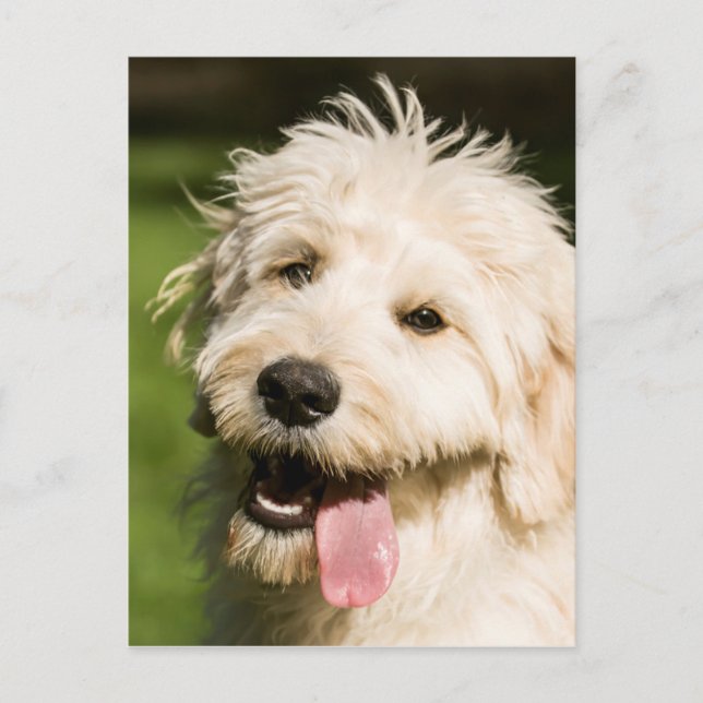 Carte Postale Panneaux de chiot Goldendoodle (Devant)