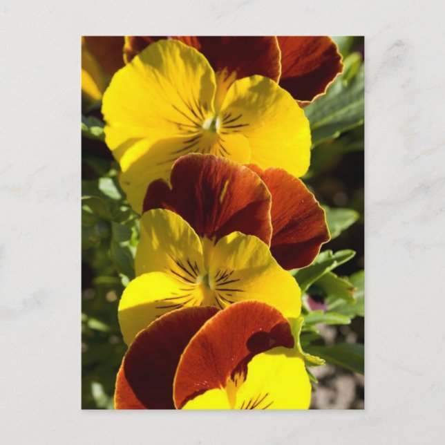 Carte Postale Pansies (Devant)