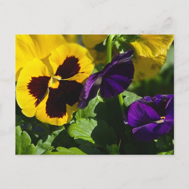 Carte Postale Pansies (Devant)