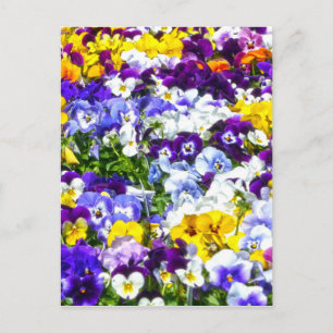 Carte Postale Pansies